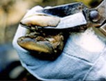 Regular trimming will help improve hoof health and animal mobility.