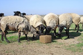 STOCKADE® protein supplement blocks will deliver supplemental protein without the excess energy of some grain mixture, this lessening the rist of laminitis.