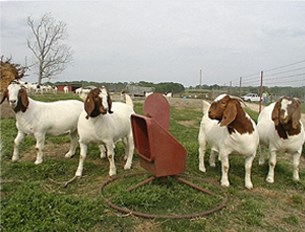 Proper mineral nutrition will help enhance hoof health.