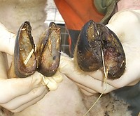 Overgrown hooves that have been infected with foot rot.