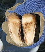 Properly trimmed hoof.