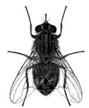 House Fly