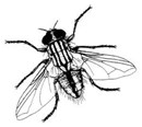 Stable Fly