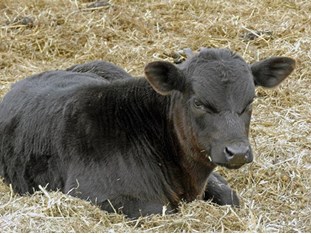 Much of a calf's body stores of trace minerals are obtained in-utero.