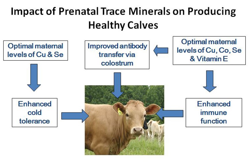 Supplementation of pregnant cows is critical for the future of calf health.