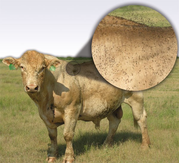 Adult horn flies rarely leave their host and take up to 40 blood meals per day!