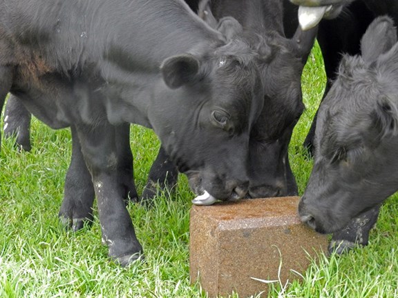 STOCKADE® Rabon® Fly Control Blocks provide safe and effective fly control and require no additional labor or feeders.