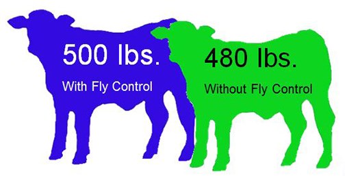Horn flies alone have been shown to reduce weaning weights by an average of 20 lbs. per calf (weight loss can be highter!) Can you really afford to give that much money away with every calf?