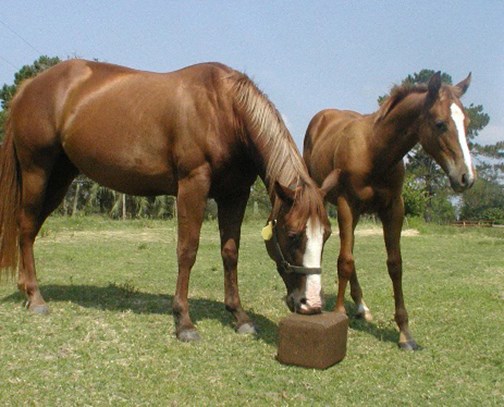 STOCKADE® self-fed, fly control products containing Rabon® are also labeled for use in horses.