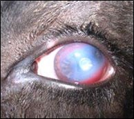 Pinkeye is a costly disease affecting cow/calf producers.