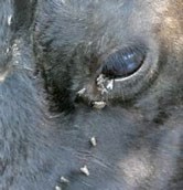 Fly control will help prevent flies from spreading pinkeye from animal to animal within the herd.
